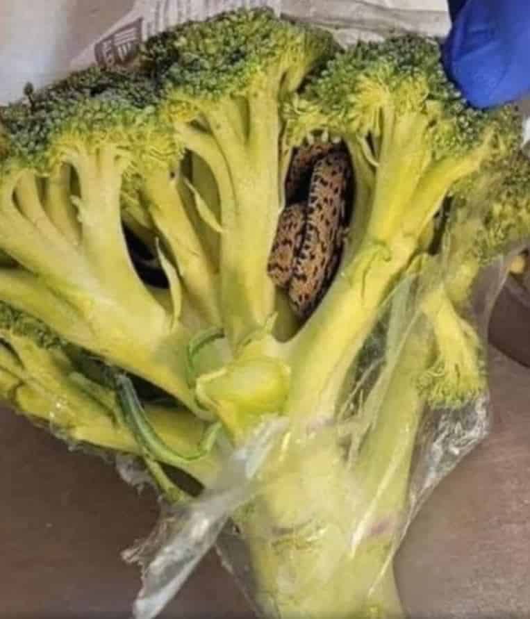 Snake Discovered in Aldi-Bought Broccoli Leaves Shopper Shocked