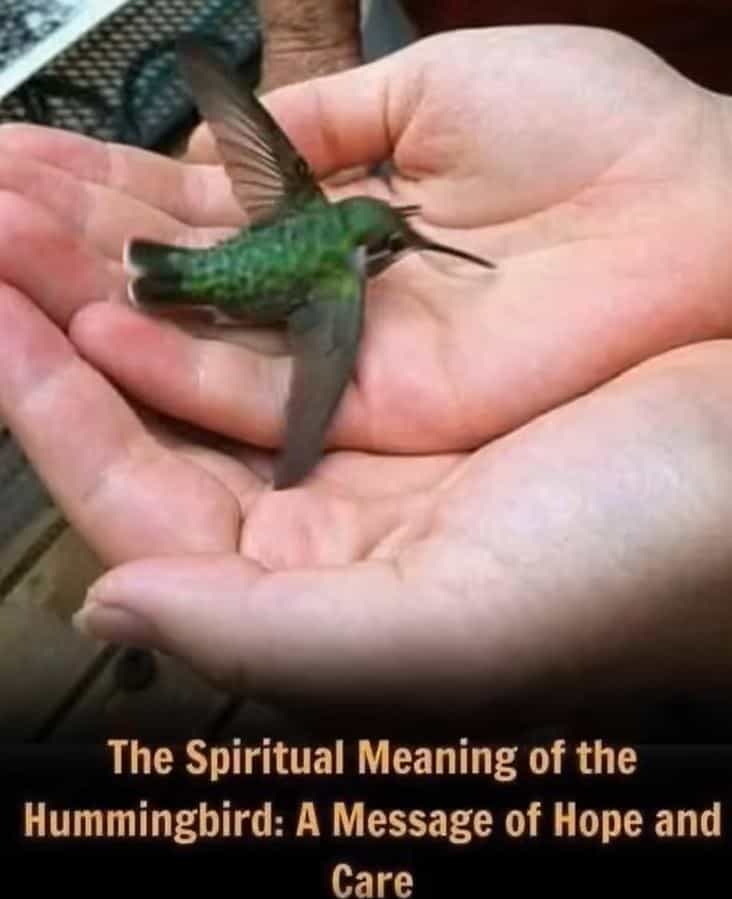 The Beautiful Meaning Behind a Hummingbird Visiting Your Home