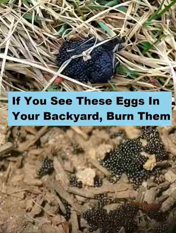 If You See These Eggs In Your Backyard, Burn Them Immediately