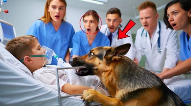 Retired K9 Refused to Leave Boy’s Bed and Bit the Frame — Then Doctors Made a Shocking Discovery