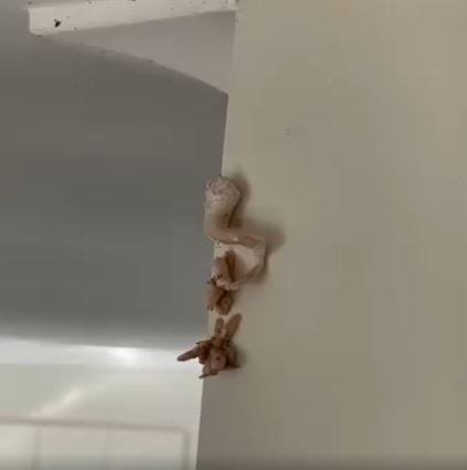 This morning I noticed a pinkish mass on my wall and immediately called the landlord: I was horrified when I realized what it was