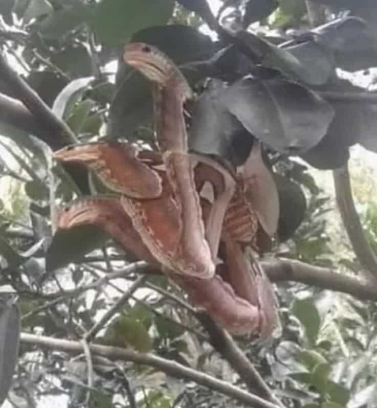 Angry-Looking ‘Snakes’ Spotted Lurking In Tree, But Once I Took Another Look…