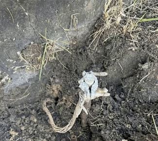 I Found a Weird Wire in My Yard…