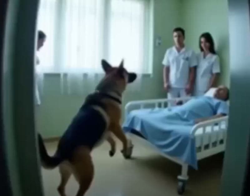 Dog saying goodbye to dying officer suddenly senses something odd and stops the doctor
