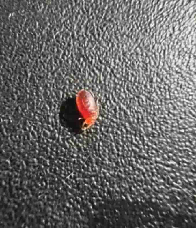 I’ve Seen This Creepy Thing in My House Three Times — Should I Be Worried?