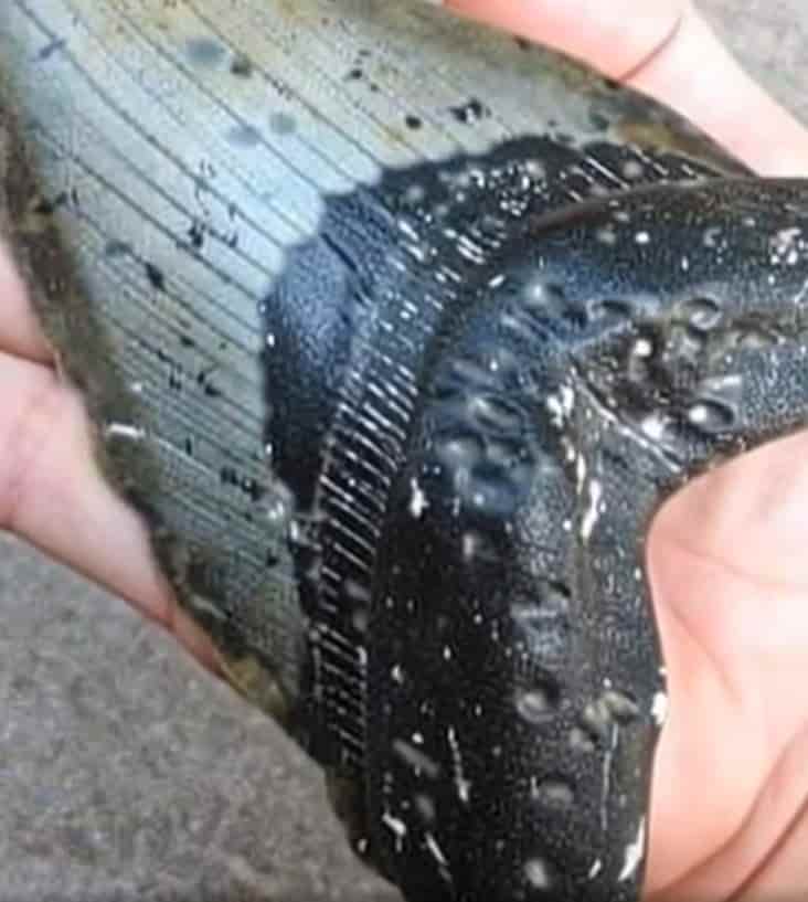 9 Year Old Discovered An Extremely Strange Object On The Beach