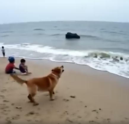 Dog Decides to Rescue Girl Playing in Ocean