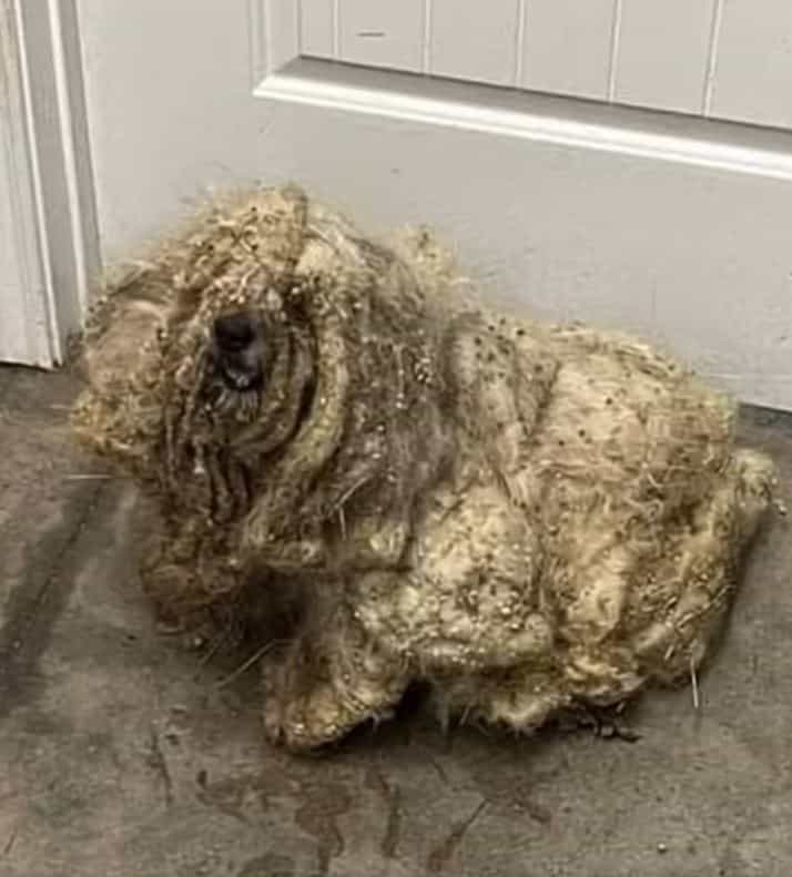 A Shelter Finds A Neglected Dog With Three Pounds Of Matted Fur And Rescues Him. Better Take A Sit Before Seeing Him Now