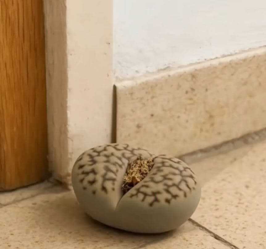 I noticed something strange by the wall. Stones, or something alive… My heart skipped a beat for a moment. See what it really was.
