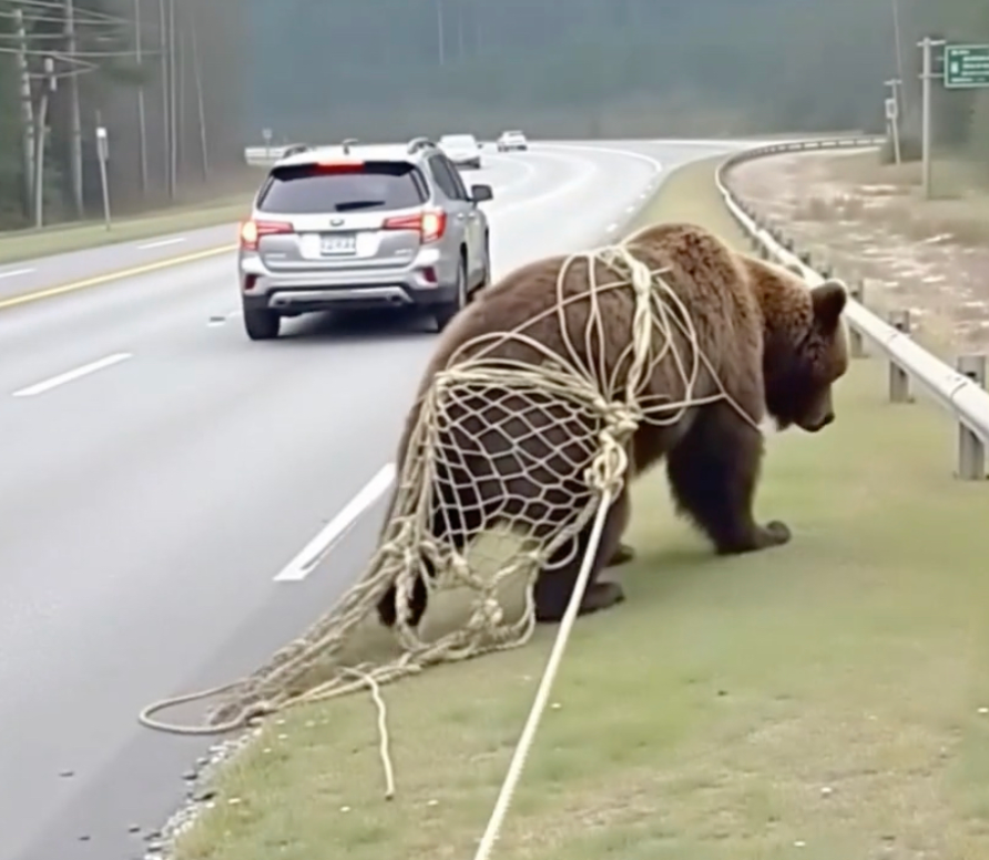 On the road, I noticed a bear tangled in a net, unable to free itself: