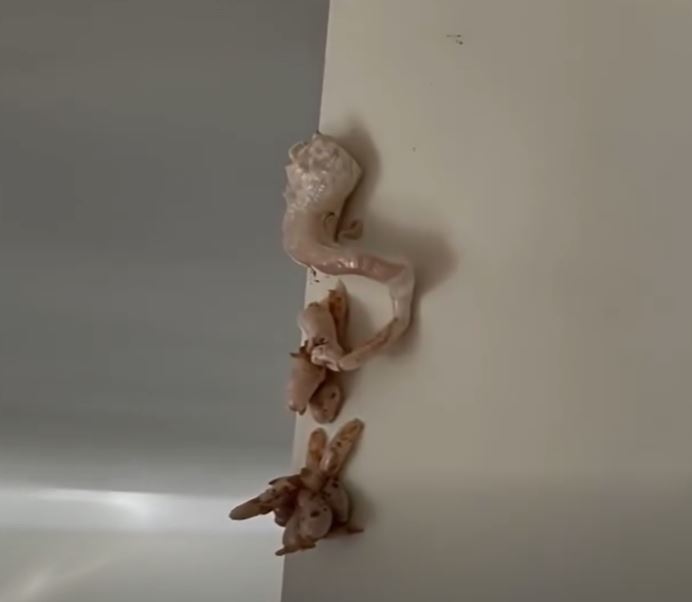 This morning, I saw a pinkish lump on my wall and called the landlord right away