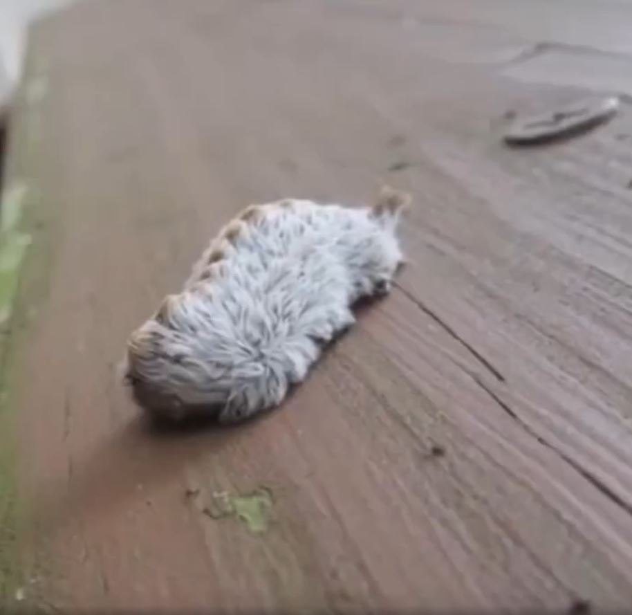 Mysterious Furry Creature Found on Park Bench Amazes Onlookers