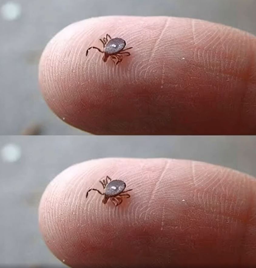Bitten by a Lone Star Tick? Here’s What You Need to Know