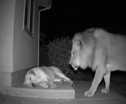 A Lion Walked Into Their Yard and Approached Their Dog — What Happened Next Left Everyone Speechless