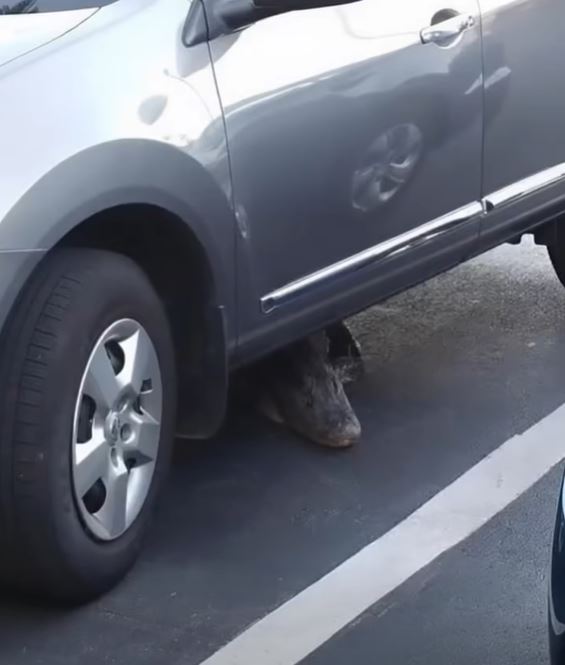 The Unexpected Discovery Beneath My Car That Changed My Morning