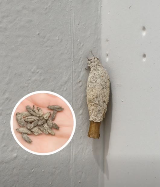 If You Found This Insect at Home… WARNING! Its Presence Is Anything but Harmless