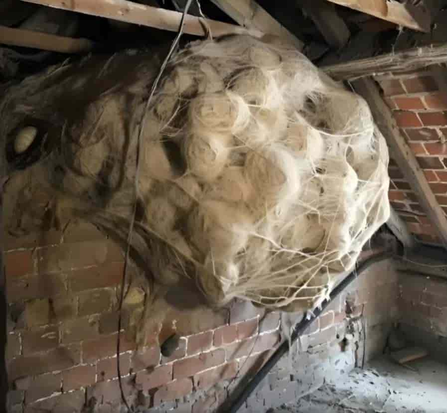 I thought I had found a wasp nest… but what I saw in the attic froze my blood.