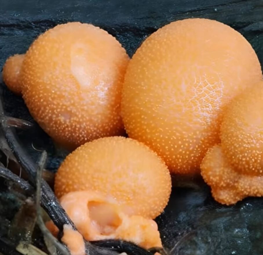 This morning I found some strange balls in my garden… and here’s what they turned out to be.