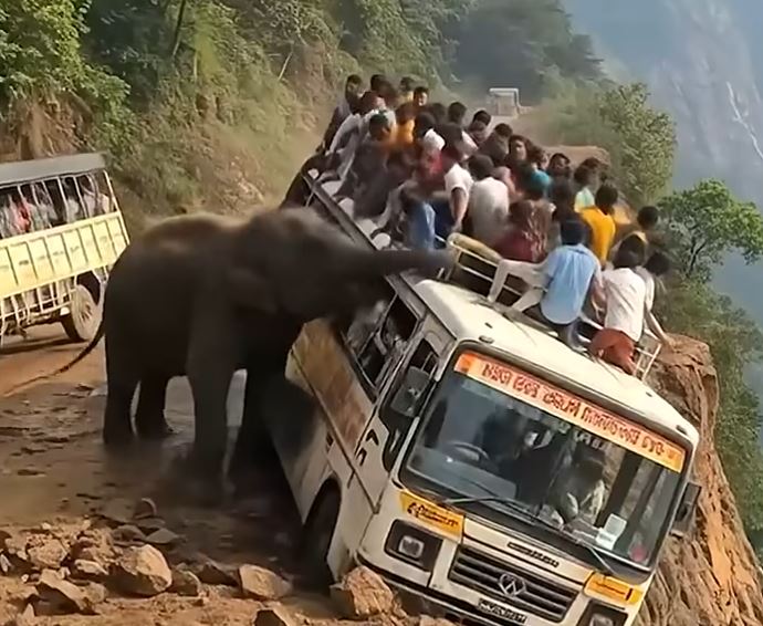 An unexpected elephant appeared near the bus — and what happened 15 seconds later, no one saw coming…