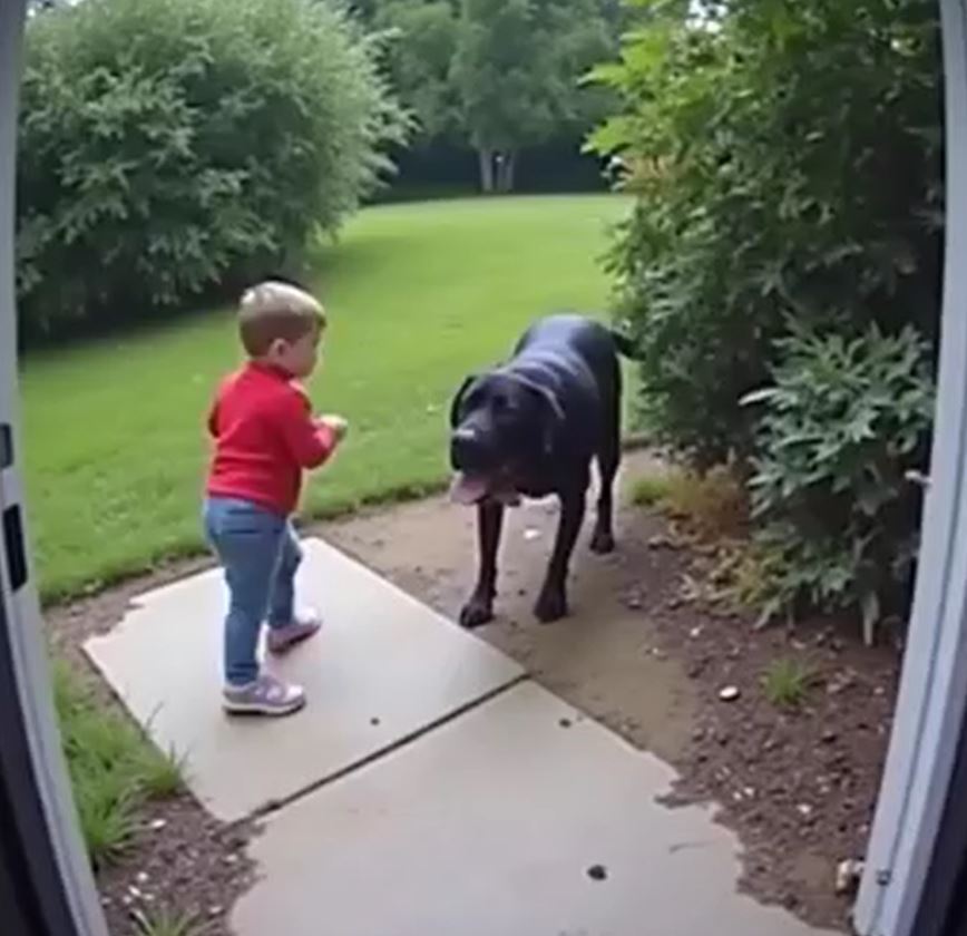 Don’t Pull my tail, Human Baby...