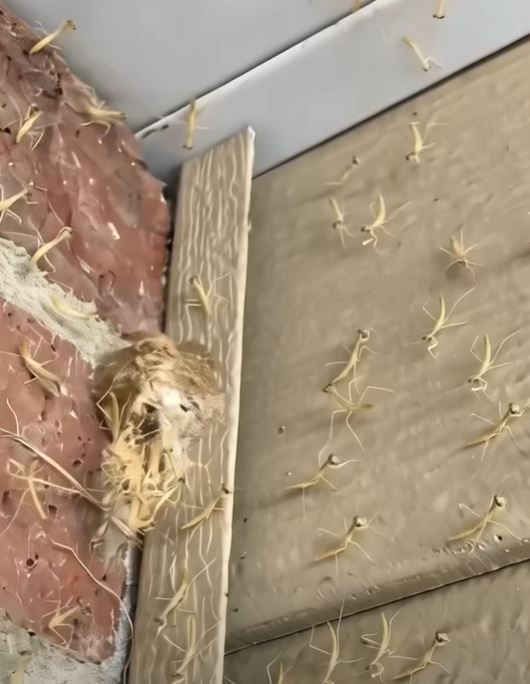 Had a Praying Mantis nest hatch by my front door!
