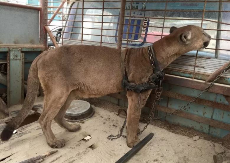 Circus Lion Chained To Truck For 20 Years Takes First Steps To Freedom