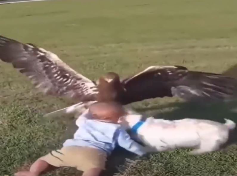Golden eagle ‘snatches Montreal toddler’