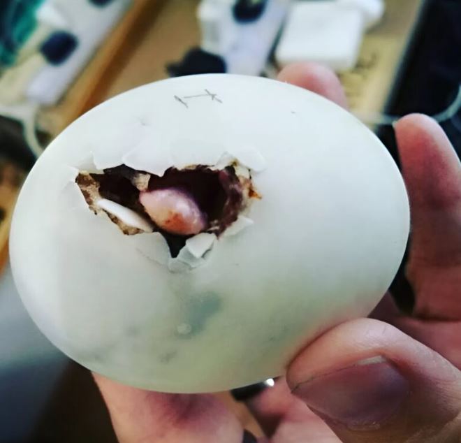 A woman cracked open an egg in a restaurant and froze in shock. Inside, she found something no one could ever expect, leaving staff and diners speechless as whispers of mystery filled the room.