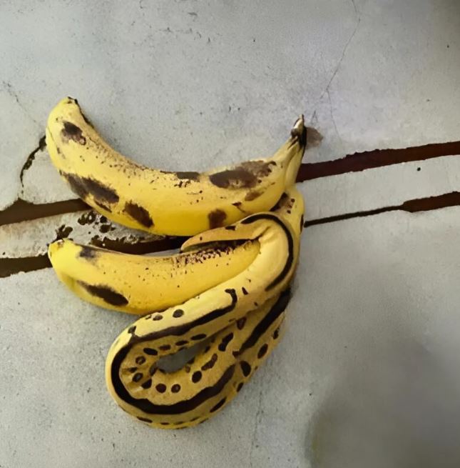 I opened the bunch of juicy yellow bananas with sweet anticipation… but inside was a terrifying discovery.