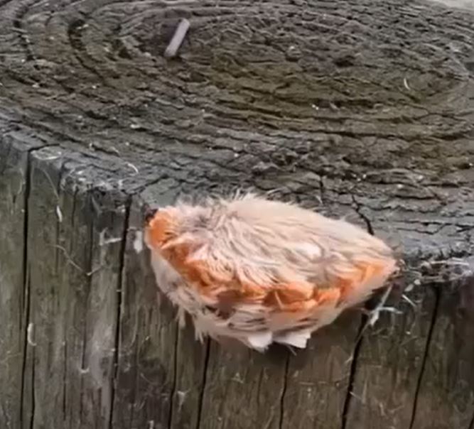 After sitting on a bench, they noticed a strange little creature completely covered in fur