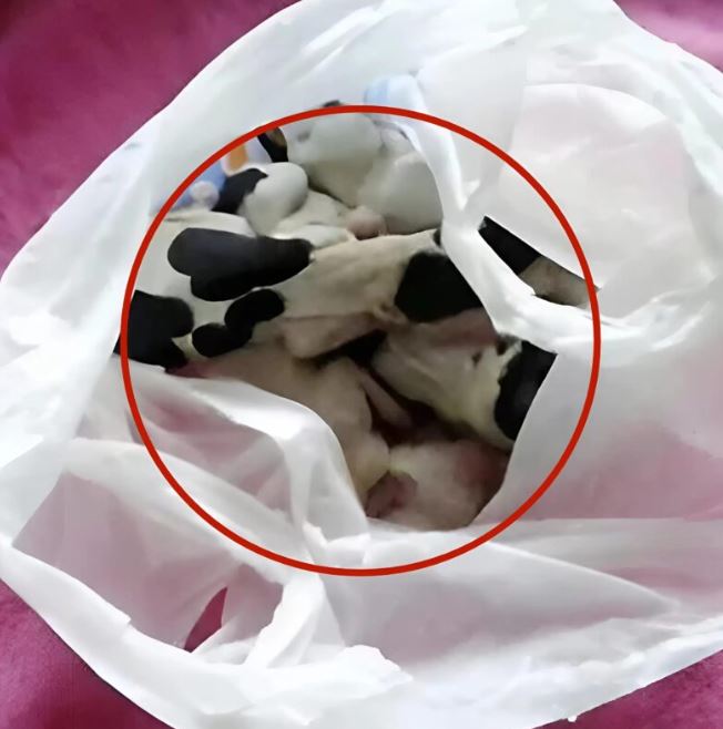 My friends and I were riding motorcycles through the forest when we noticed a strange movement, you will never guess what it was.