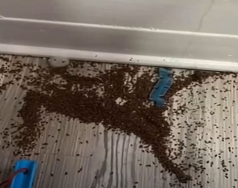 Mother Begs People Online For Help After Finding Mysterious ‘Coffee Grounds’ In Daughter’s Bedroom