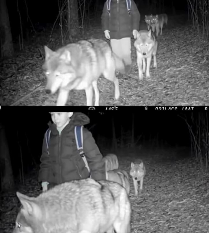 Everyone Thought He’d Been Lost Forever… Until Footage Revealed Who Protected Him All Night In The Wilderness