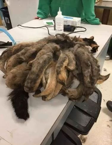 The Street Find That Triggered an Unbelievable Transformation