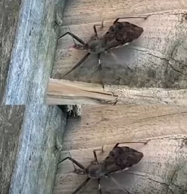 Kissing Bugs Explained: How to Stay Safe and Prevent Chagas Disease