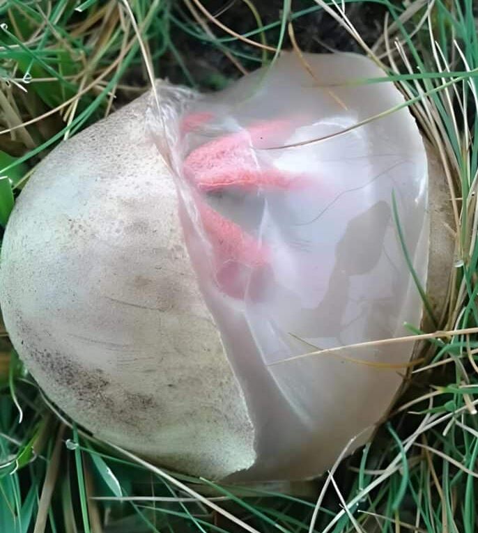 In the yard I found a slimy, reddish creature that emanated an unpleasant smell: I was horrified when I realized that it was