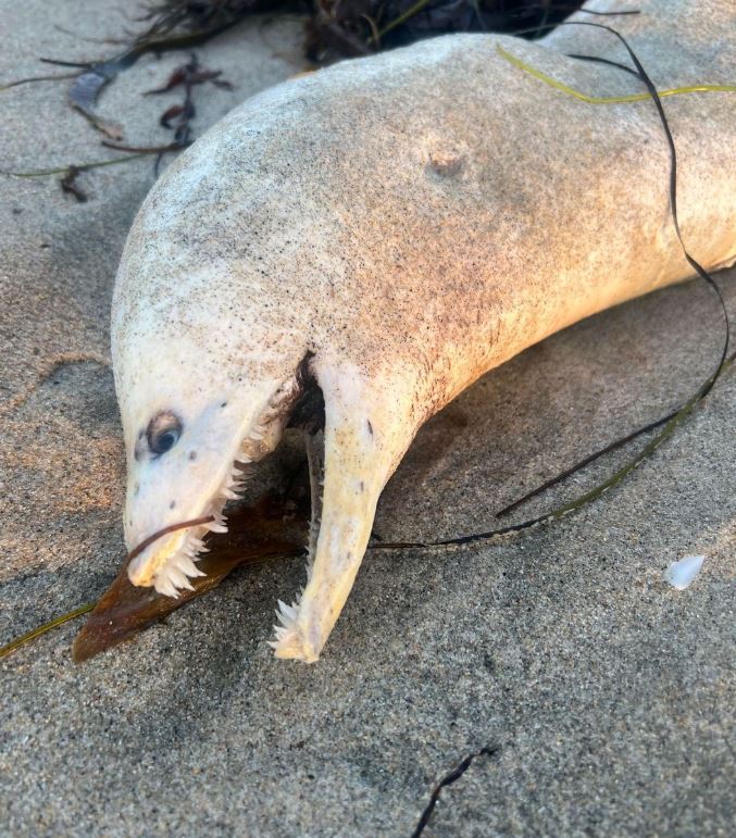 Nightmare Sea Creature Washes Up on California Beach
