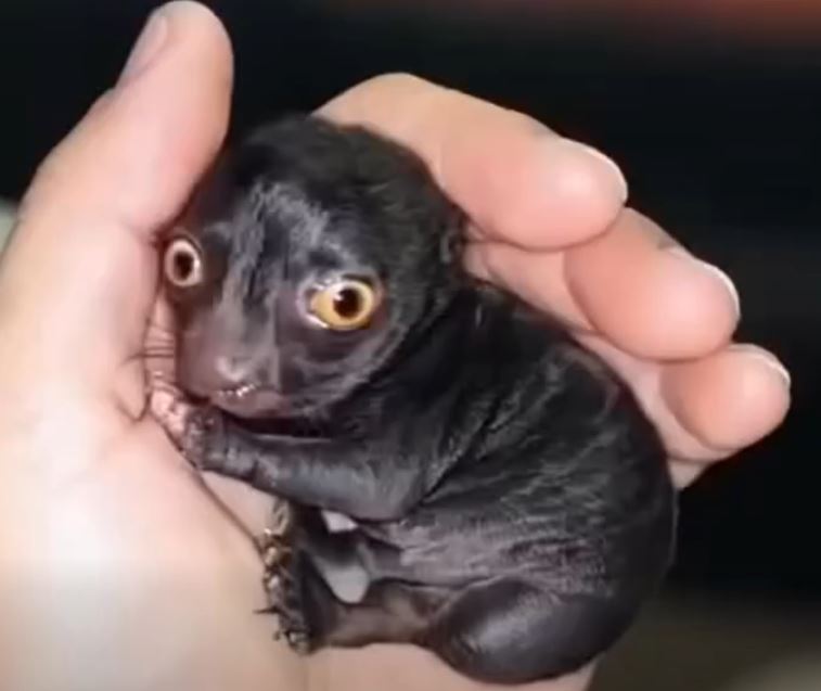 Man brought home a strange creature from the forest. A year later, he was sh0cked by what had grown out of it