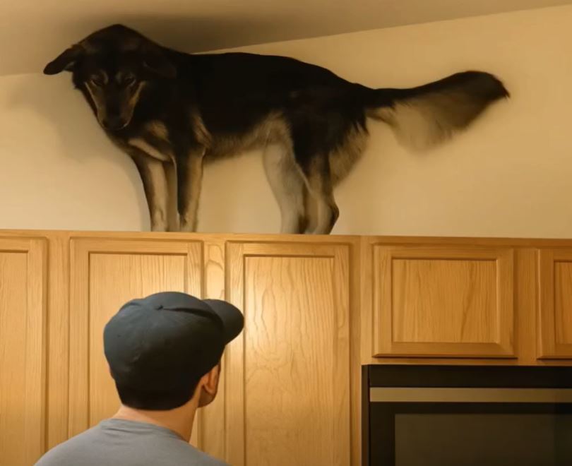 My Dog Kept Barking at the Kitchen Cabinets — When I Finally Opened Them, What I Found Made My Heart Stop.