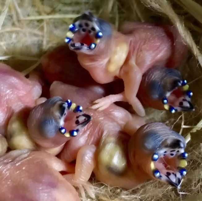 I entered the barn… and encountered unexpected, fragile chicks. When I realized their secret, I was completely shocked