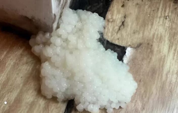 Everything seemed normal… until I saw in the kitchen something I did not expect