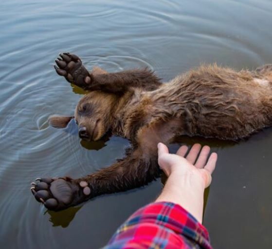 I pulled the small body of a bear cub out of the water, but what happened to me shortly after was a real shock