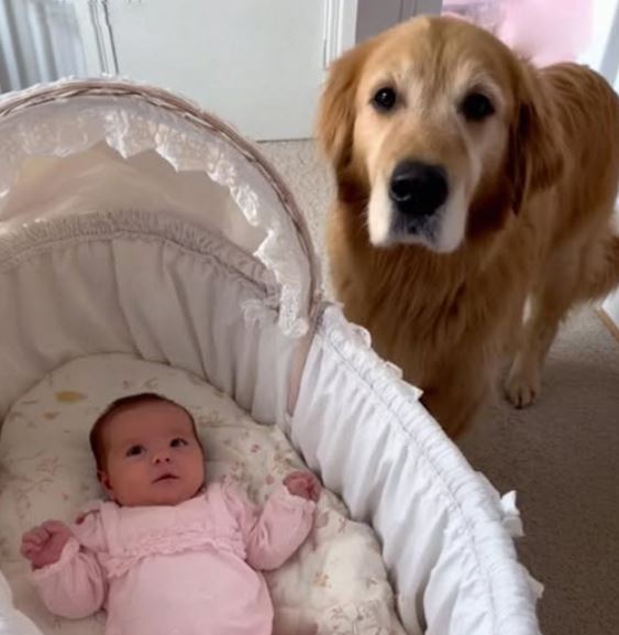 What Our Golden Retriever Did to Protect Zoey in Our Absence