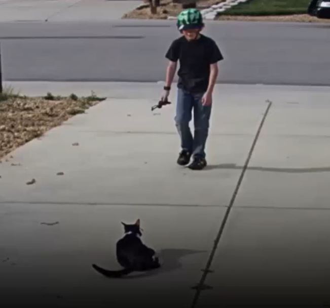 A Camera Was Set Up To Watch A Disabled Cat — No One Expected What It Would Capture