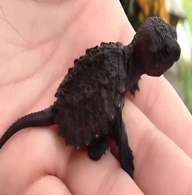 In the forest, she found a strange creature, at first she thought it was a lizard, but the vet was shocked. Can you guess what animal it is?