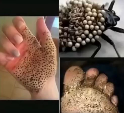 If You See One of These in Your Home, Don’t Touch It – Just Run!