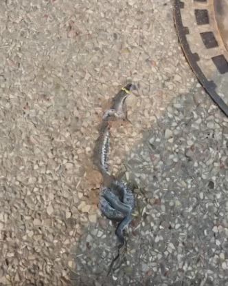 I saw a strange object on the street – at first I thought it was just trash, but when I got closer, I was horrified