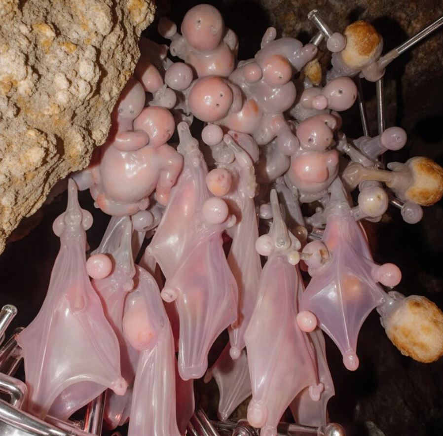 My husband and I discovered strange pink bodies under the roof of our house, and what we found left us frozen on the spot.