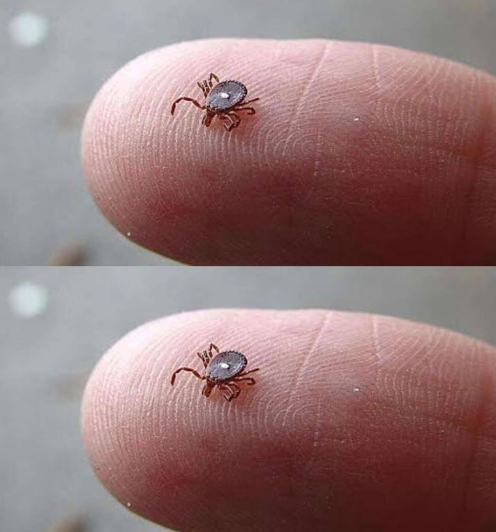 Lone Star Tick Bite: What It Means and What You Must Do Immediately