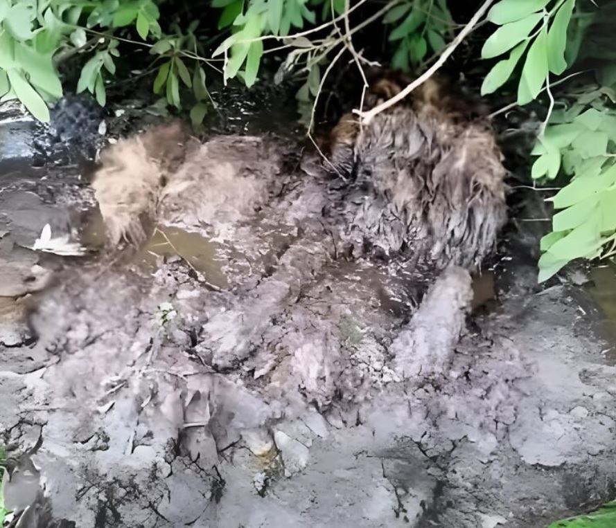 I was certain it was a dog and needed help, but after rescuing it, I was horrified by what I saw
